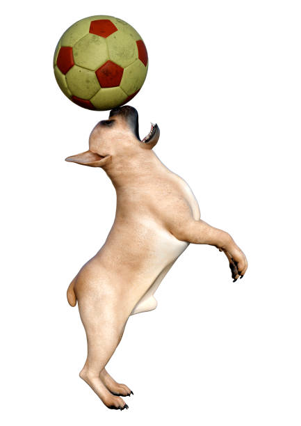 istock 3D illustration French bulldog on white 1171318696