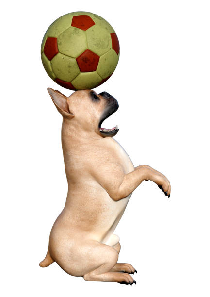 istock 3D illustration French bulldog on white 1171318698