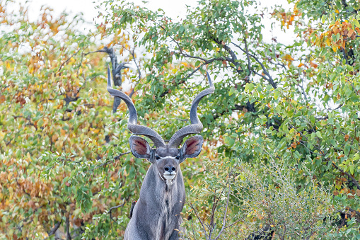 A greater kudu bull, Tragelaphus strepsiceros, looking at the camera