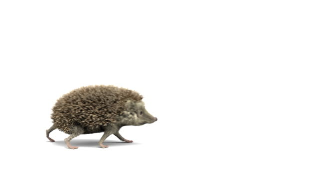 Hedgehog running left to right and right to left - Loopable