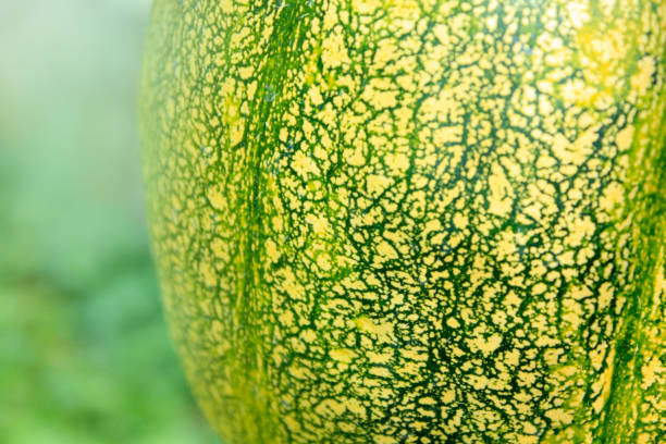 istock Pumpkin macro textured background in autumn. 1171322530