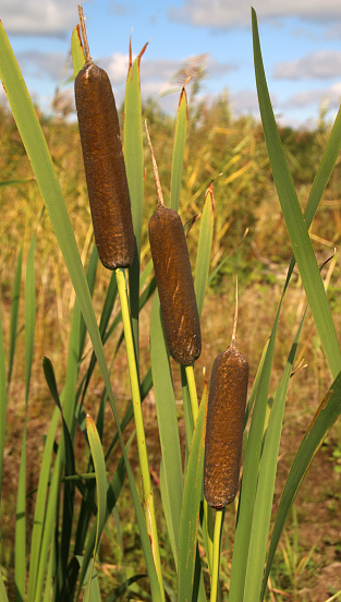 Reedmace Kucing Ekor Bulrush Sosis Rawa Punk Typha Angustifolia Foto