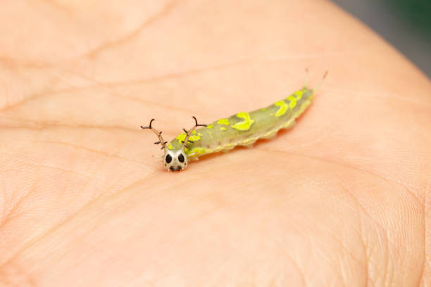 istock Caterpillar of common pasha butterly ( Herona marathus ) resting on hand 1171324620
