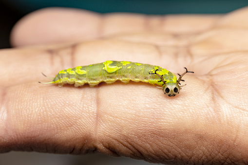 Caterpillar of common pasha butterly ( Herona marathus ) resting on human hand