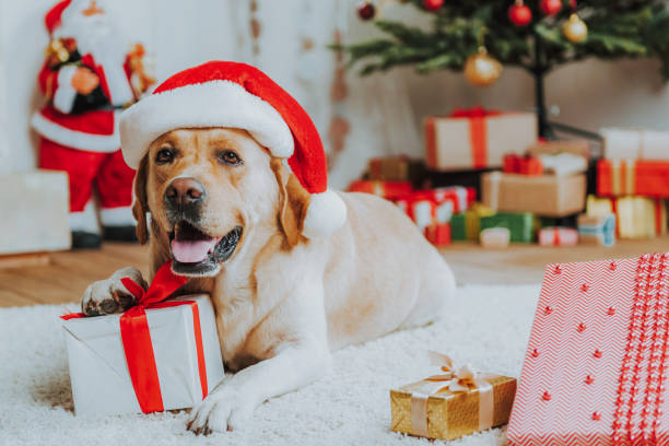 istock Cute dog in red Christmas hat on floor 1171326001