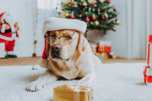 istock Labrador in Christmas hat lying on floor 1171326012