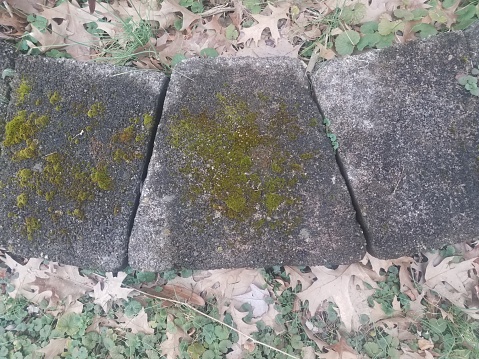 grey cement tiles or stones with green moss and leaves