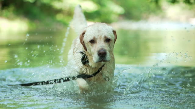 Golden Retriever Puppy swimming and carrying a small stick out of a river  Free Stock Video Footage Download Clips Nature
