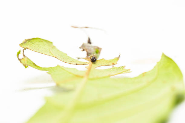 Caterpillar of popinjay butterfly ( Stibochiona nicea ) resting on theirs host plant leaf , 2nd instar , growth