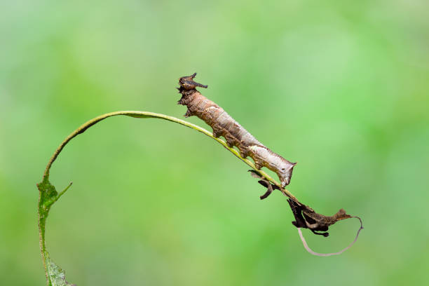 istock Caterpillar of popinjay butterflyresting on theirs host plant leaf 1171328112