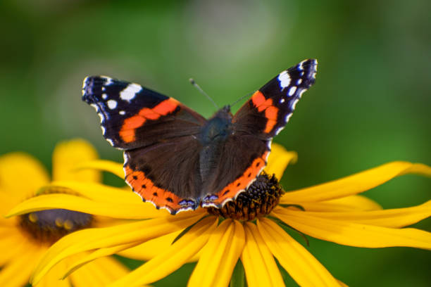 istock Butterfly on echinacia flower 2 1171328311