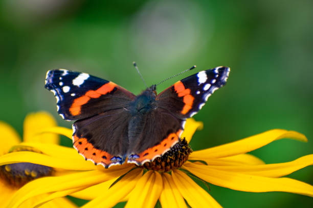 istock Butterfly on echinacia flower 2 1171328323