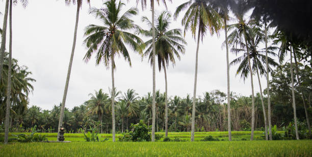 istock Tropical Landscapes from Bali, Ubud - Indonesia 1171330289
