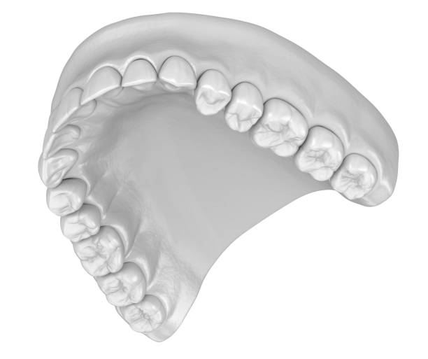 istock Maxillary human gum and teeth in white style. Medically accurate tooth 3D illustration 1171331941