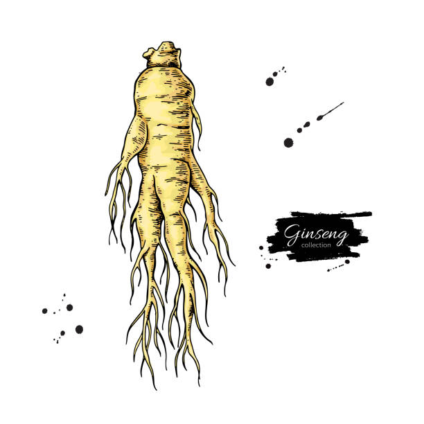 ilustraciones, imágenes clip art, dibujos animados e iconos de stock de dibujo vectorial de raíz de ginseng. bosquejo de plantas médicas. - ginseng isolated root herbal medicine