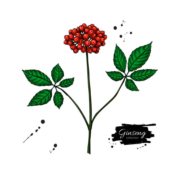 ginseng beere vektor zeichnung. medizinische pflanze skizze. - ginseng leaf berry nature stock-grafiken, -clipart, -cartoons und -symbole