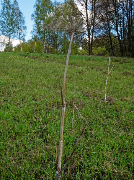 istock dry wild dill in the meadow in spring 1171333784
