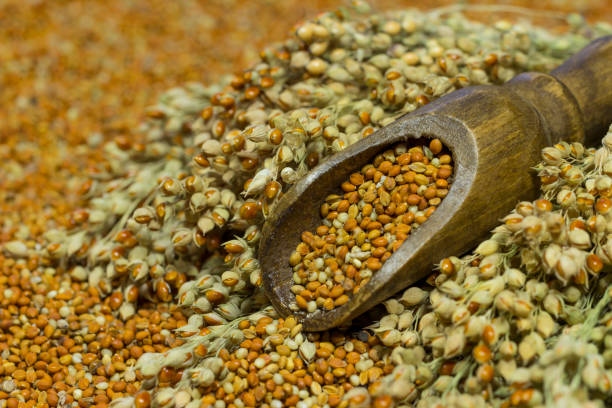 Grains of millet in a wooden spoon. Ears of millet, close-up Grains of millet in a wooden spoon. Ears of millet, close-up panicle stock pictures, royalty-free photos & images