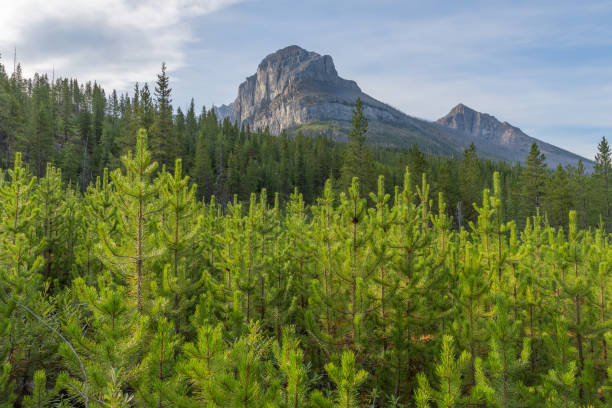 istock Storm Mountain in Kootenay National Park 1171336166