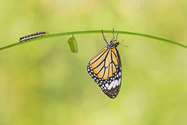 transformation of common tiger butterfly ( danaus genutia ) from caterpillar and pupa - metamorphism imagens e fotografias de stock