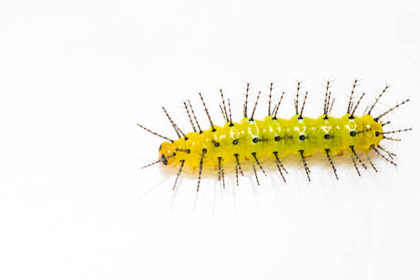 istock Mature caterpillar of Rustic butterfly (cupha erymanthis) on white background 1171336445