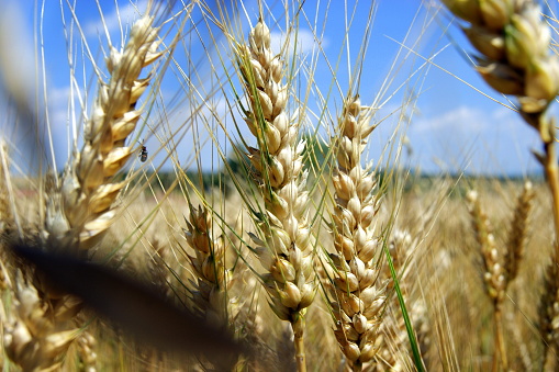 Wheat ears in the field in summer before the harvest