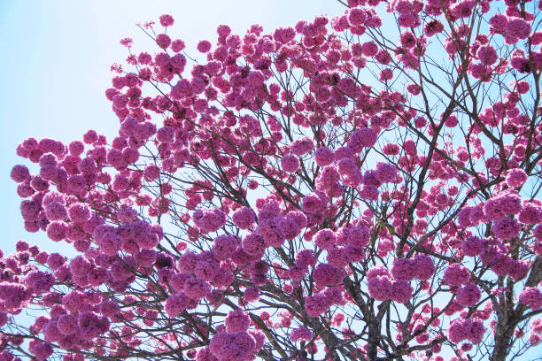 istock Bloom detail purple ipe with blue sky 1171337723
