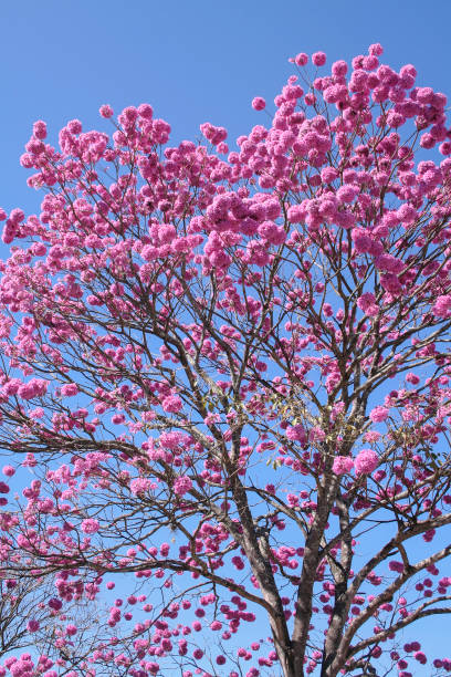 istock Bloom detail purple ipe with blue sky 1171337915