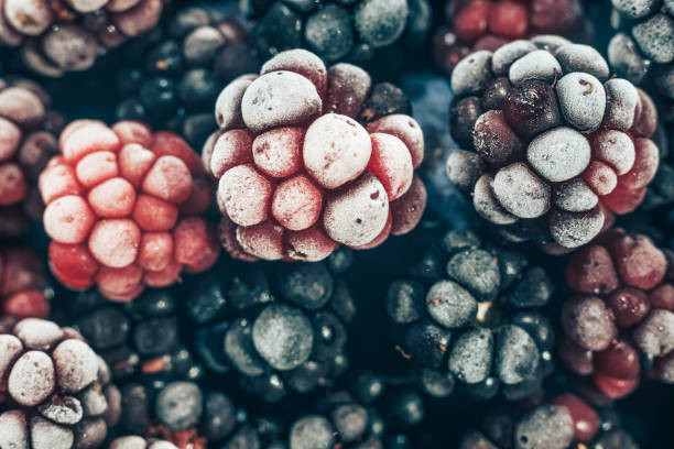 istock Close up fresh frozen blackberry background. Macro view. 1171338890