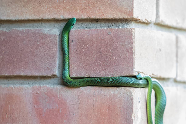 istock Two mating Western Natal Green Snakes climbing a brick wall. 1171338939