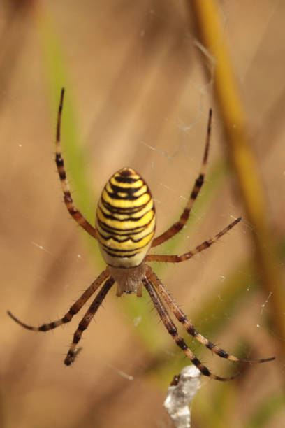 istock Fasciated Argiope --- Argiope Hornet (Argiope bruennichi) 1171339080