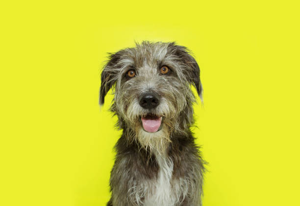 istock Portrait happy dog smiling. Isolated on yellow background. 1171340340