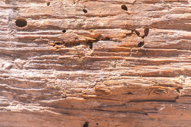 istock Vintage surface wood table and rustic texture background, closeup on the structure wooden 1171341811