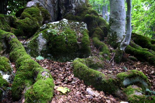 musgo verde en las viejas raíces largas de un árbol de haya y en las rocas entre las hojas caídas - beech tree wilderness area forest log fotografías e imágenes de stock
