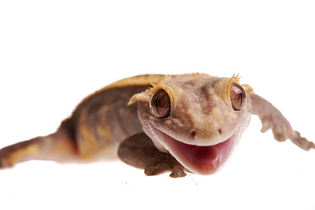 istock Crested gecko with Metabolic Bone Disease on isolated white background 1171343082