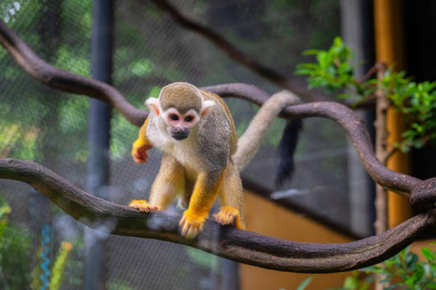 istock Squirrel monkey, Saimiri oerstedii, sitting on the tree trunk with green leaves. Monkey in the tropic forest vegetation. Wildlife scene from nature. Beautiful cute animal. 1171344113