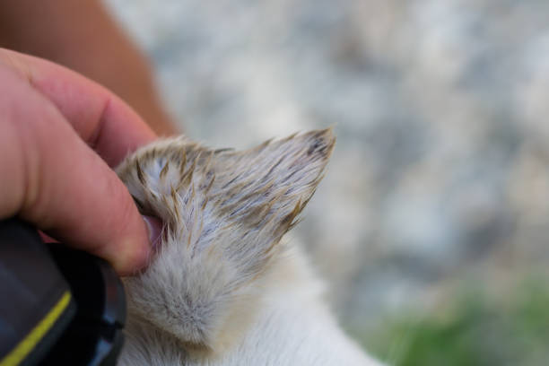 A close up shot of a goat's face including eye and horn.