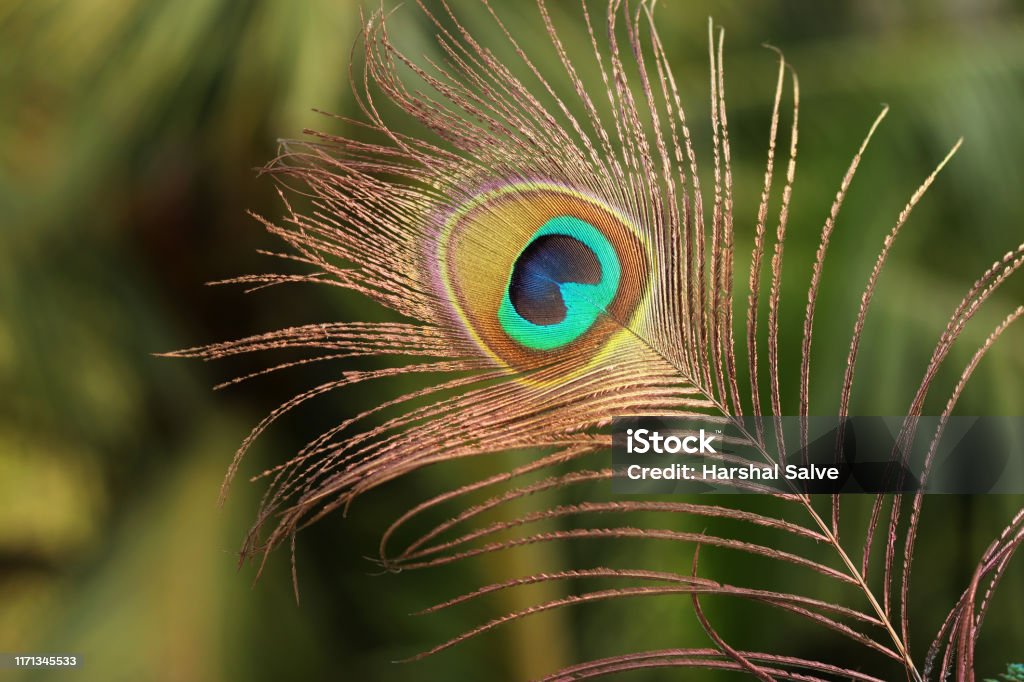 Peacock Feather Images Stock Photo - Download Image Now - Krishna  Janmashtami, Abstract, Animal - iStock
