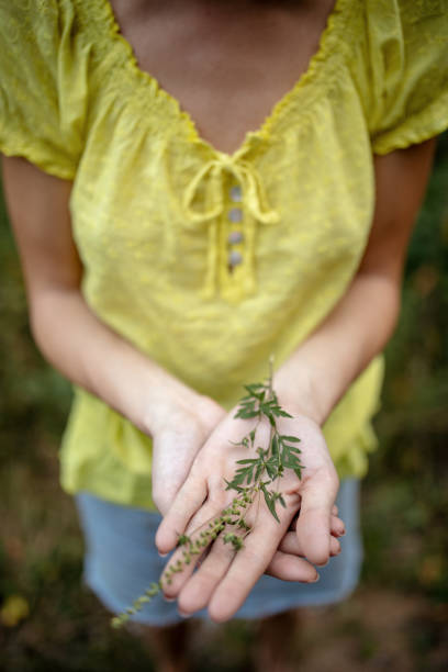 istock Ragweed plant in woman hand 1171346122