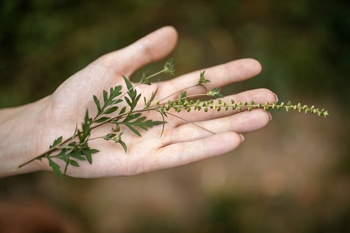 One young woman in nature holding ragweed plant on her hand at summer. This plant is very aggressive and invasive and one of the main culprit for pollen allergy