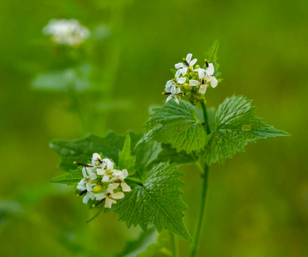 istock White flowering plants with four petals. 1171347365