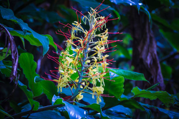 istock Wild yellow flower from forest of Nepal 1171348565