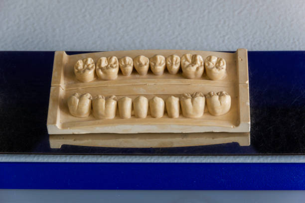 decorative model of teeth in the dental laboratory for the interior