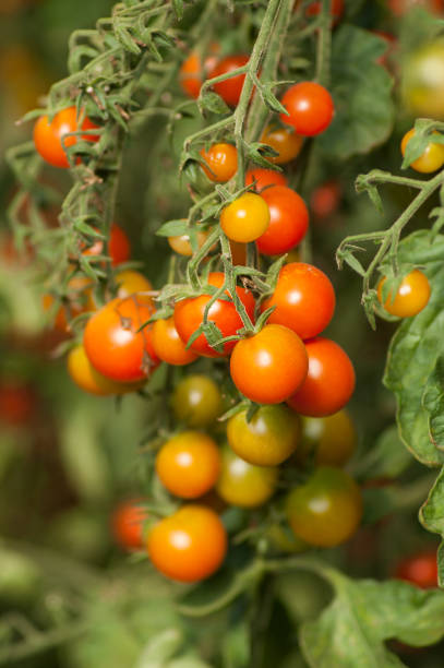 istock organic cherry tomatoes in a greenhouse 1171349978