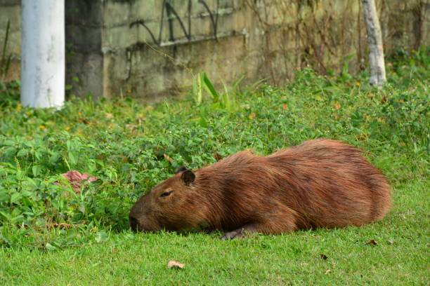 istock capybara lying on the grass in Ubatuba 1171350631