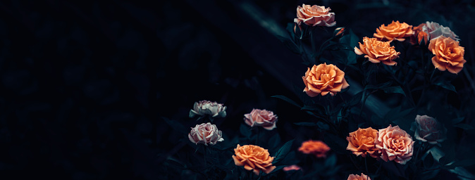 Bright roses with black foliage on a black background, dark floral background, copy space