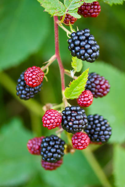 istock Closeup of blackberries 1171353319