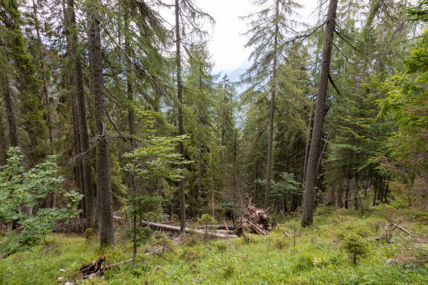 istock Dolomites - Cortina D'Ampezzo - Italy 1171353427