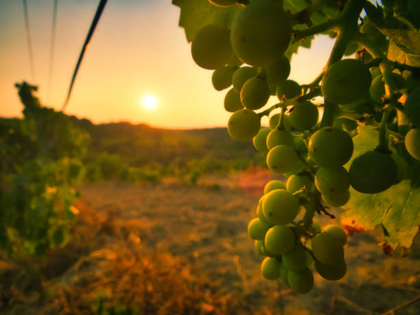 Sunset on the vineyards in Provence