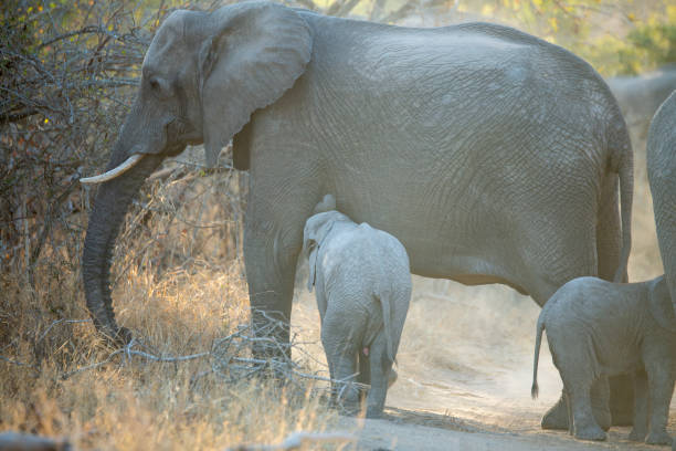 istock Breeding herd of elephant 1171362951